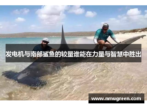 发电机与南部鲨鱼的较量谁能在力量与智慧中胜出